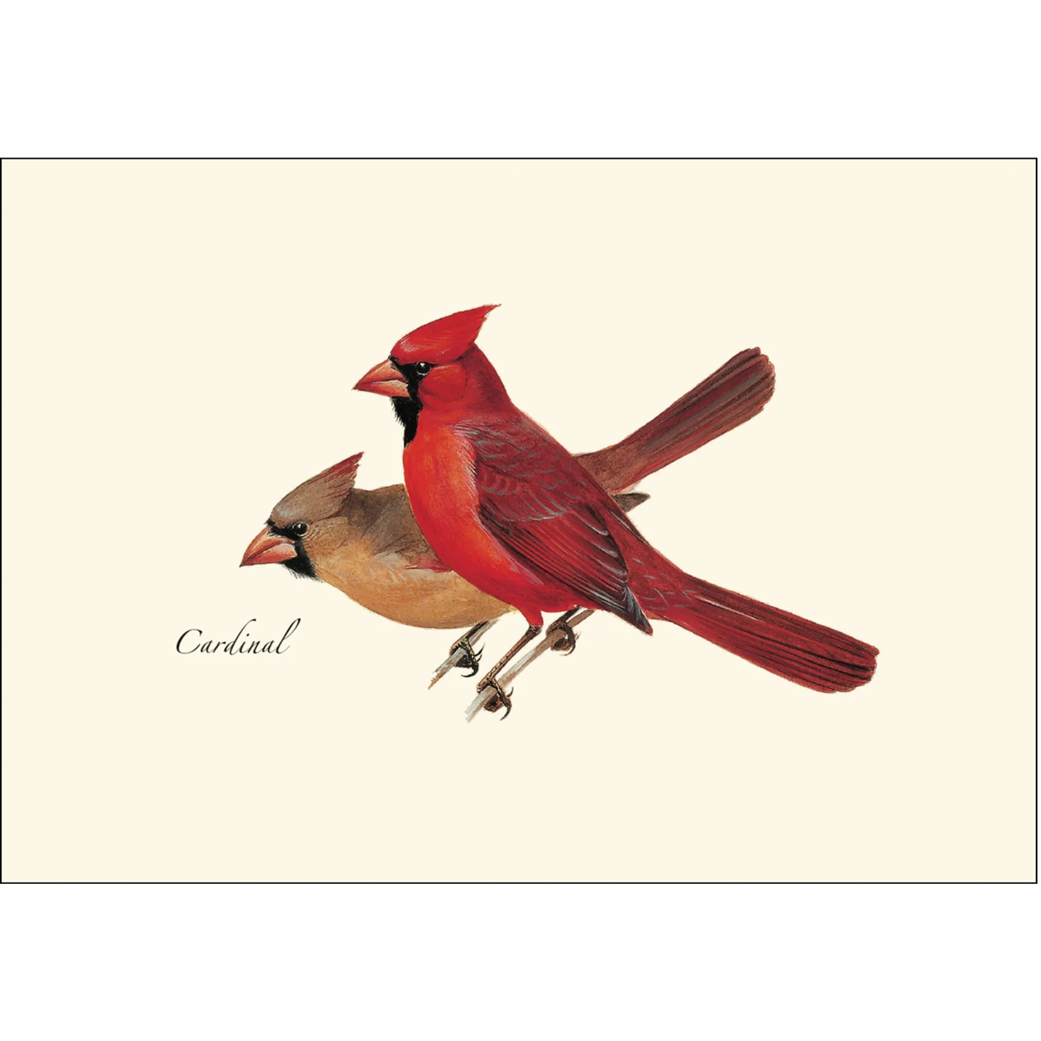 Cardinals Illustrated Notecards Set of 8