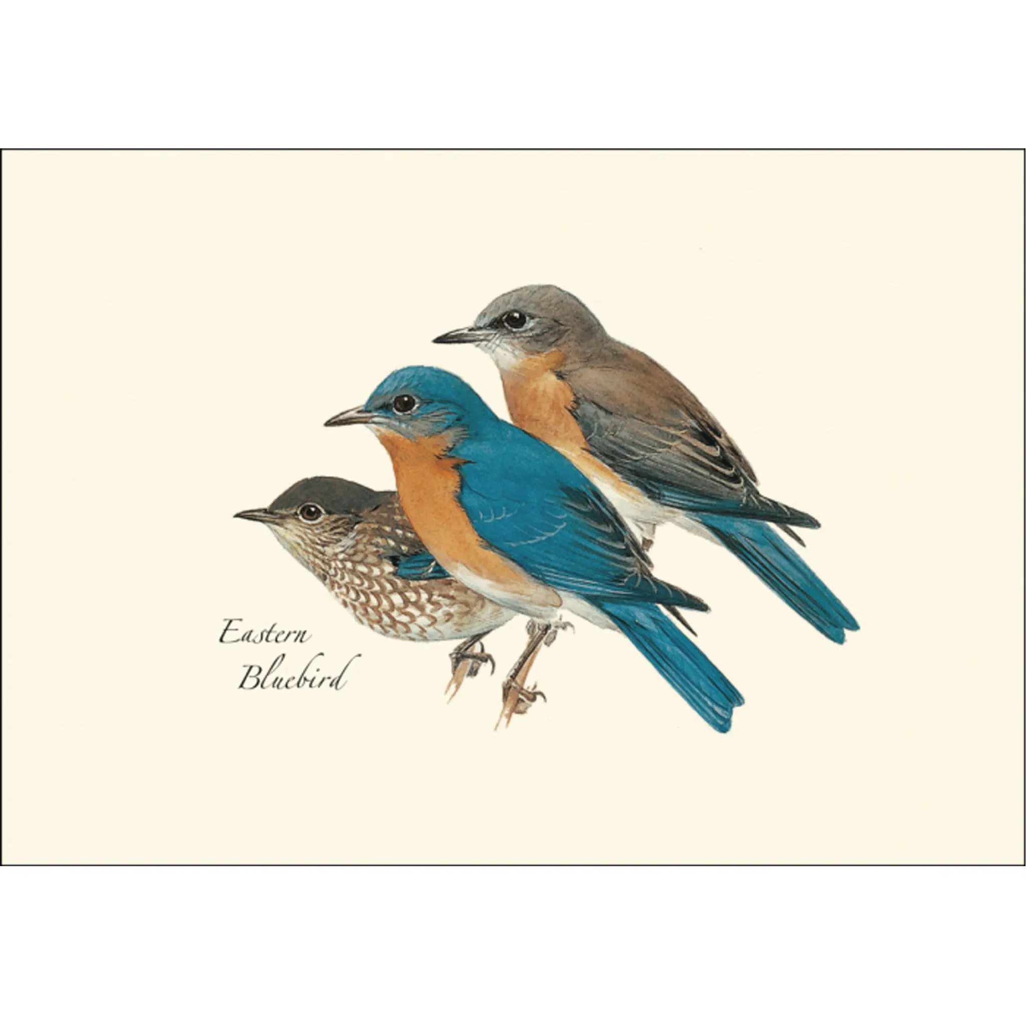 Eastern Bluebird Illustrated Notecards Set of 8