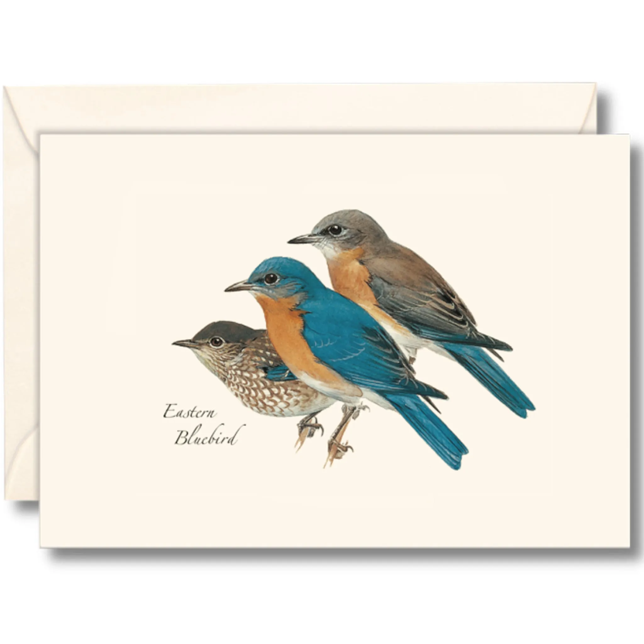 Eastern Bluebird Illustrated Notecards Set of 8